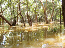 Kampong Phluk -Forêt inondée - Cambodge